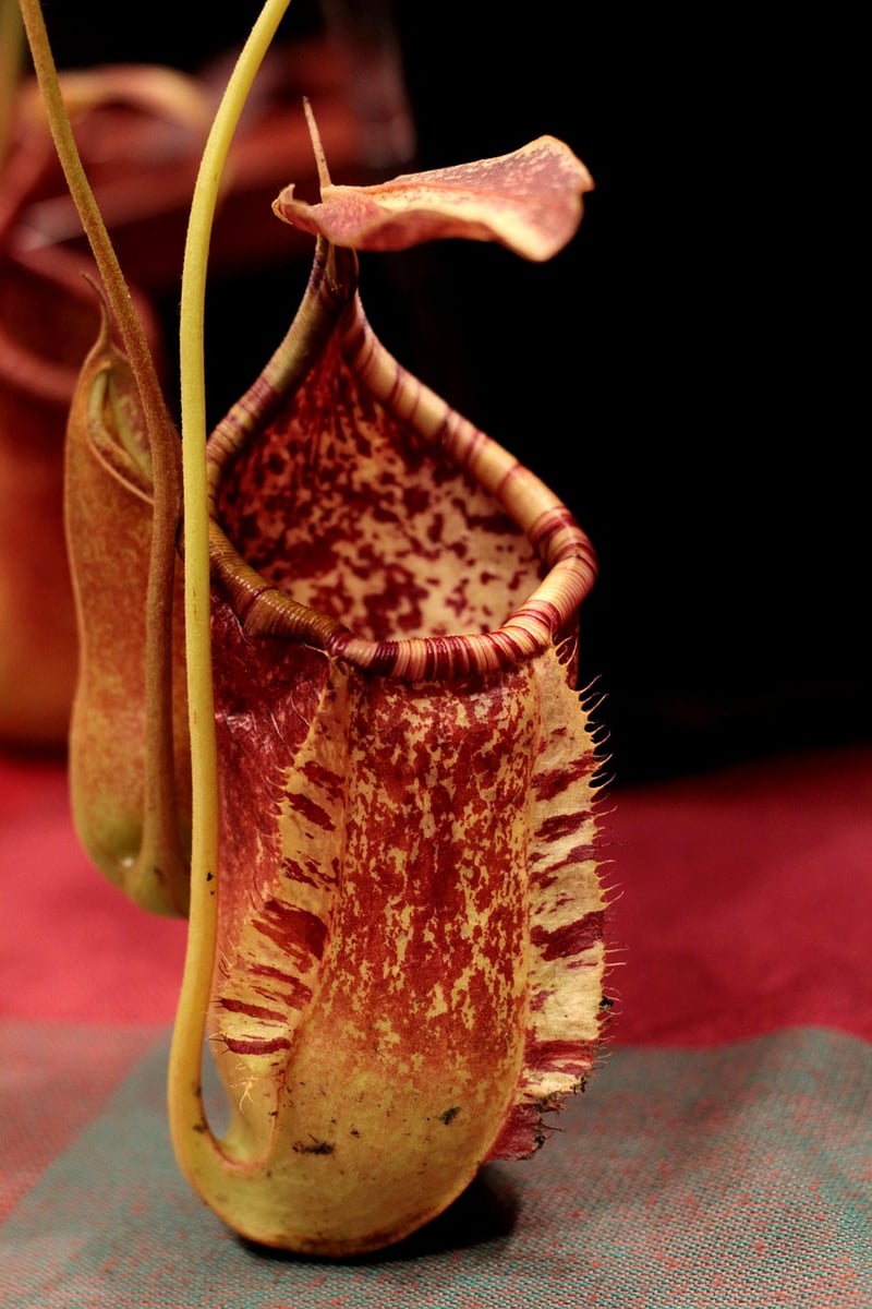 Pitcher Plant